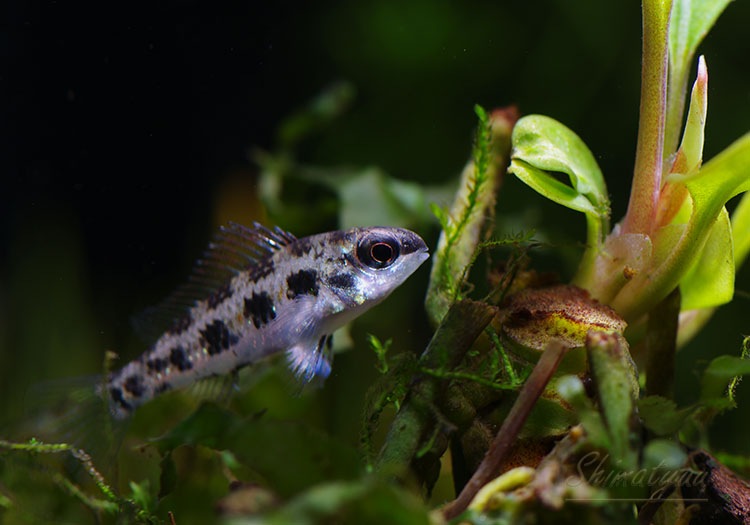 �����å����ܡ��ɡ�������å� ���ףɣ̣ġ��ȥ�����ӥ��ɡ�1ɤ