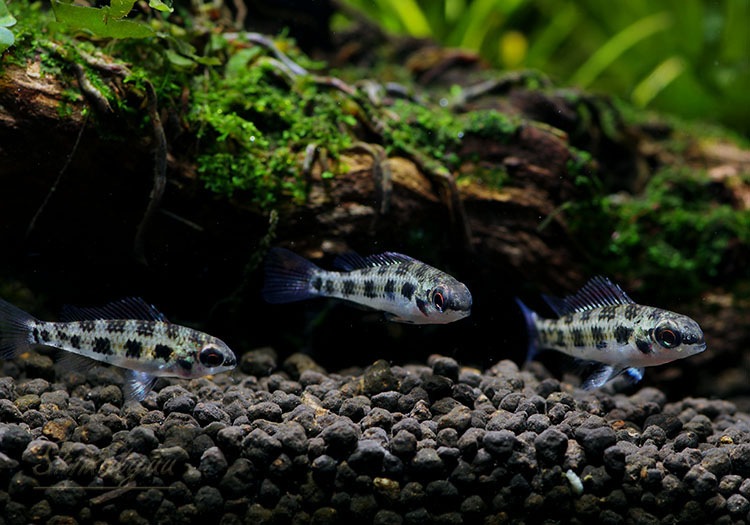 �����å����ܡ��ɡ�������å� ���ףɣ̣ġ��ȥ�����ӥ��ɡ�1ɤ