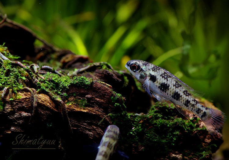 �����å����ܡ��ɡ�������å� ���ףɣ̣ġ��ȥ�����ӥ��ɡ�1ɤ