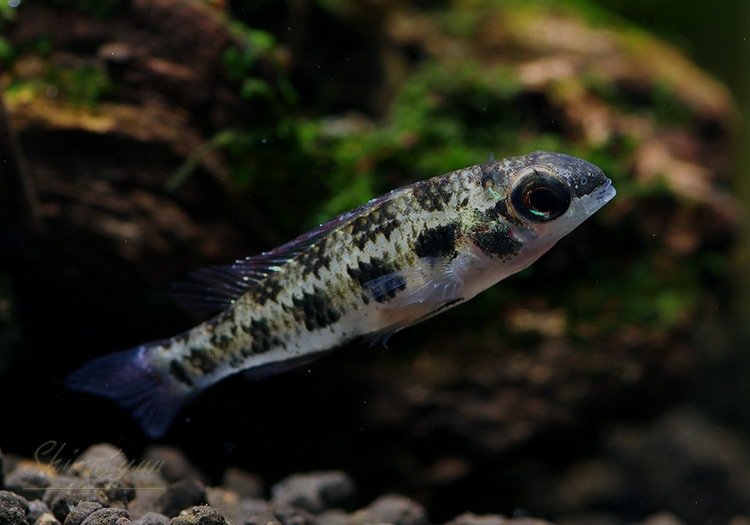 �����å����ܡ��ɡ�������å� ���ףɣ̣ġ��ȥ�����ӥ��ɡ�1ɤ