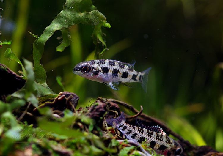 �����å����ܡ��ɡ�������å� ���ףɣ̣ġ��ȥ�����ӥ��ɡ�1ɤ