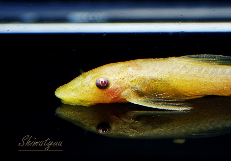 熱帯魚 ゴールデン オトシン ネグロ ルチノー 国産bleed 1匹 プレコ オトシンクルス ファロエラ 他 Aqua F東京店通販ショップ