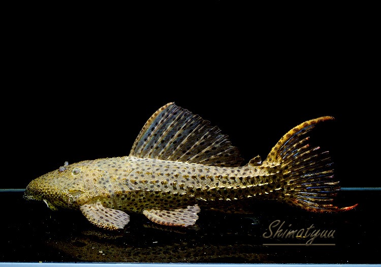 一点物 スーパーオレンジトリム No.03 | プレコ,トリム系 | AQUA-F東京