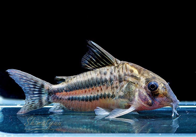 ����ʪ��C��ѥ����ͥꥢ����WILD��No.04