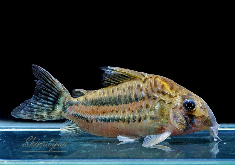 ����ʪ��C��ѥ����ͥꥢ����WILD��No.05