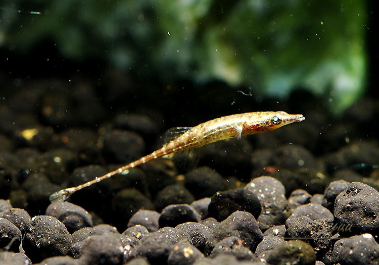 熱帯魚 パラドックスフィッシュ 1匹 熱帯魚 その他の熱帯魚 Aqua F東京店通販ショップ