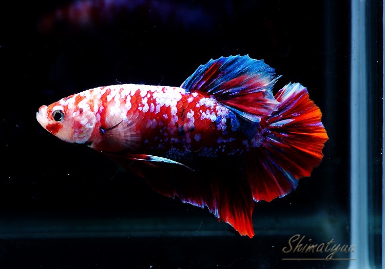 熱帯魚】一点物 HM・プラカット “ギャラクシー” No.23 | 熱帯魚,ベタ 