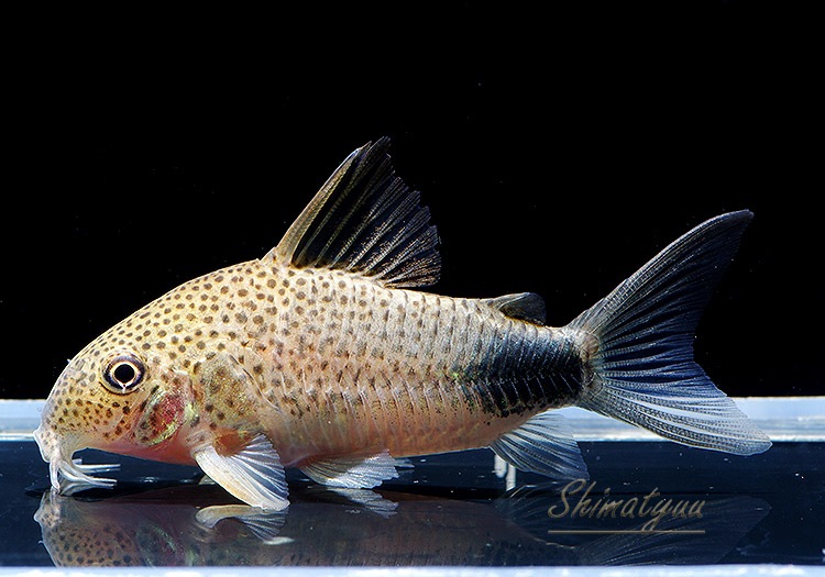 3_000000009365.jpg?1678209904