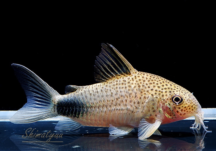 C����ߥꥹ����WILD��1ɤ