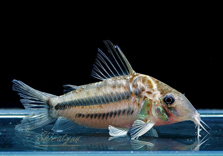 ����ʪ��C��֥�åȥ���WILD��No.01