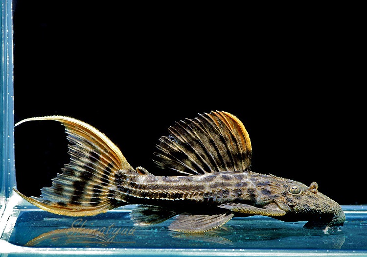 ����ʪ������ȥ饹������åȥȥ�ࡡ�ȥꥪ�������ɡ�WILD��No.09