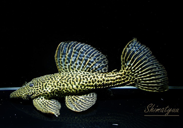 一点物 ドラゴンハイフィンレオパードトリム 特大30cm | プレコ,トリム