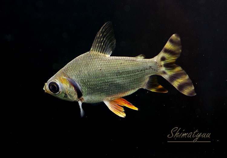 カラプロ★2匹。 カラプロキロダス3匹セット。No.2