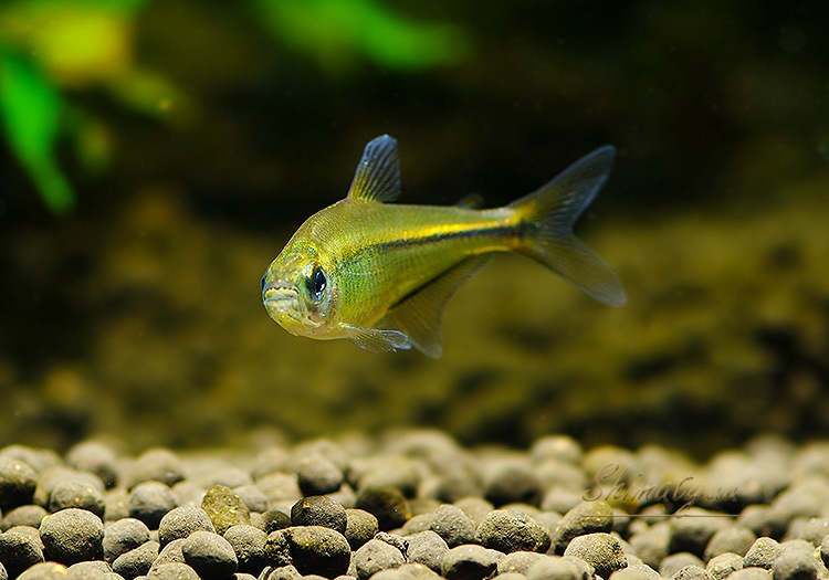 ��Ǯ�ӵ��ۡ��إߥ���ॹ�����쥬�󥹡��ȥ�����ӥ��ɡ�WILD��3ɤ