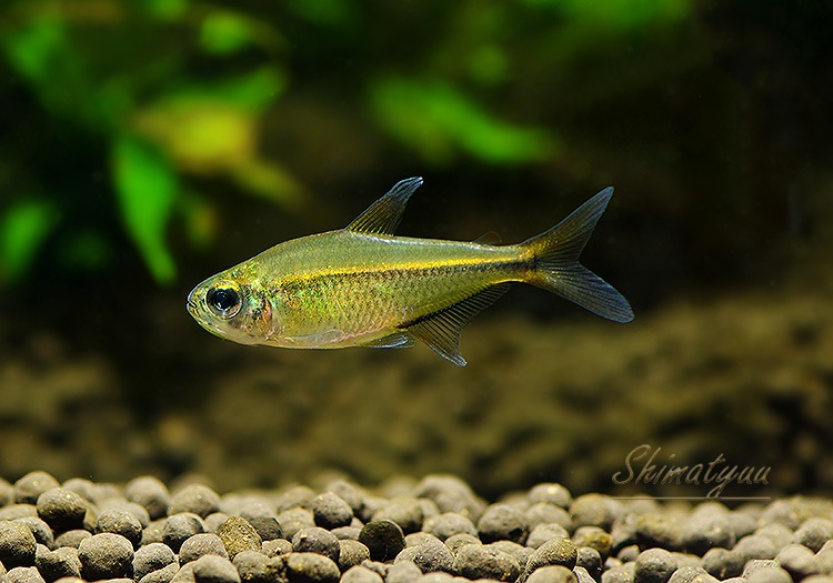 ��Ǯ�ӵ��ۡ��إߥ���ॹ�����쥬�󥹡��ȥ�����ӥ��ɡ�WILD��3ɤ