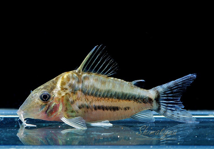 1_000000013567.jpg?1761322681