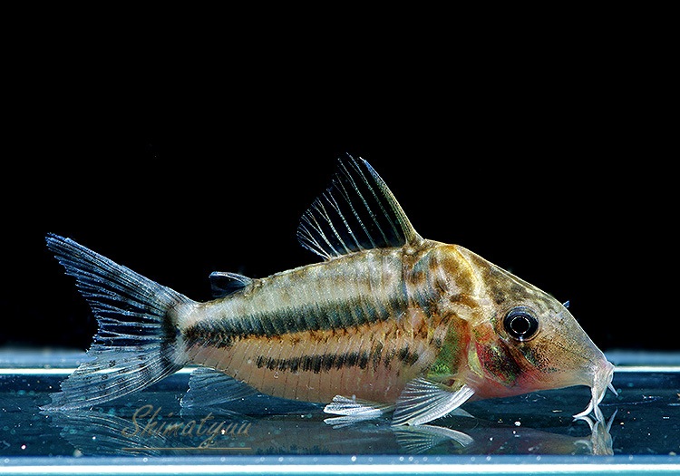 ����ʪ��C��֥�åȥ���WILD��No.02