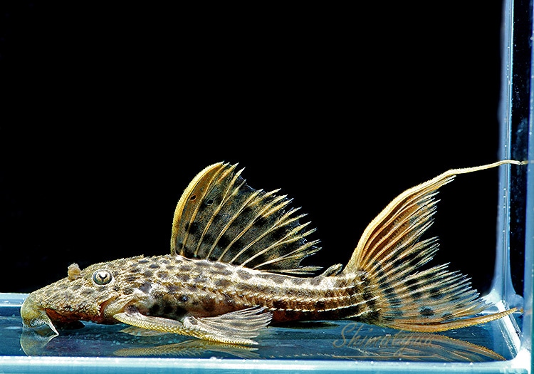 ����ʪ������ȥ饹������åȥȥ�ࡡ�ȥꥪ�������ɡ�WILD��No.10