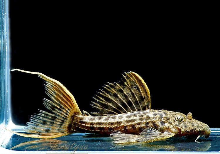 ����ʪ������ȥ饹������åȥȥ�ࡡ�ȥꥪ�������ɡ�WILD��No.10