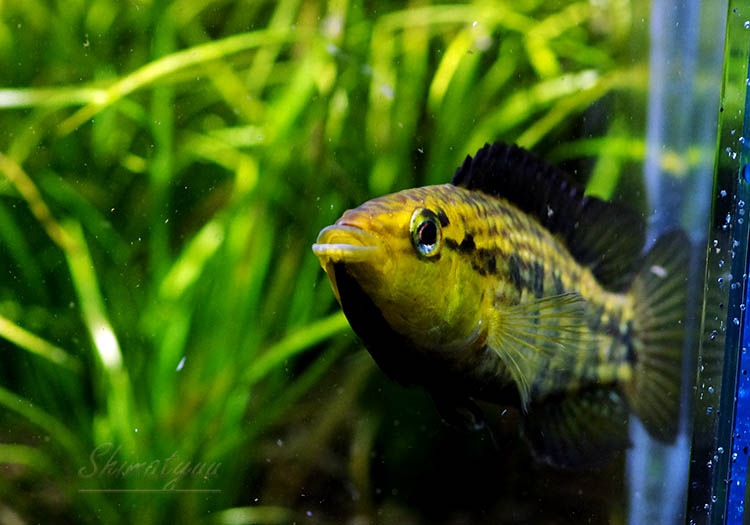 ���𡡥��������ףɣ̣ġ�LL�������������У�