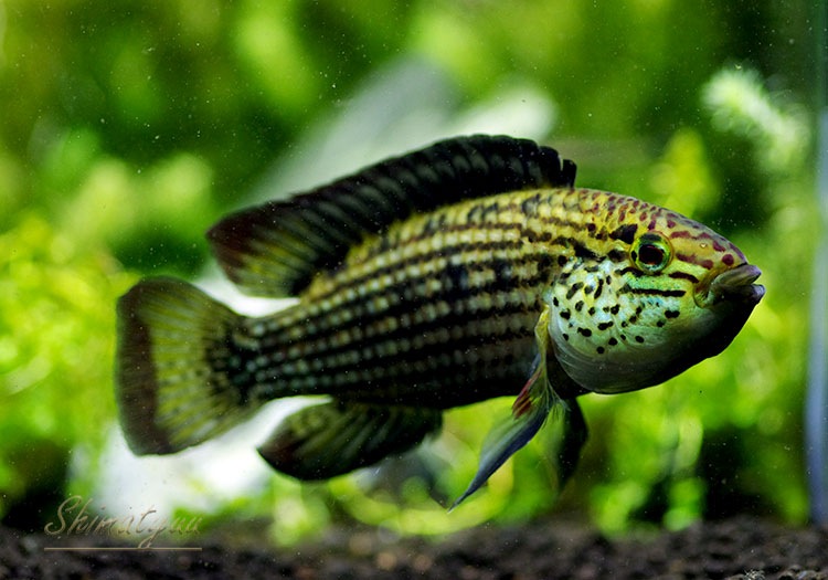 ���𡡥��������ףɣ̣ġ�LL�������������У�