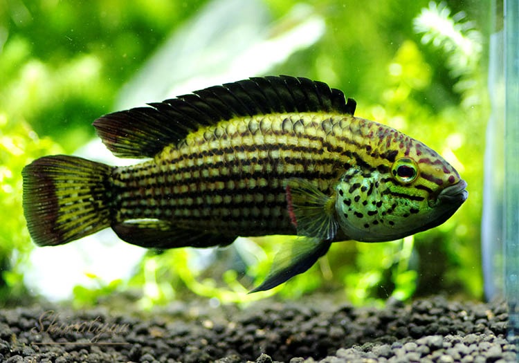 ���𡡥��������ףɣ̣ġ�LL�������������У�