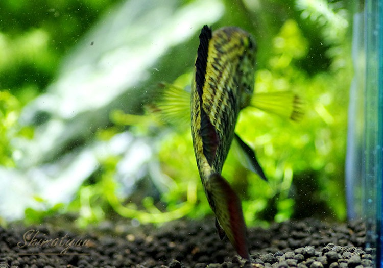 ���𡡥��������ףɣ̣ġ�LL�������������У�