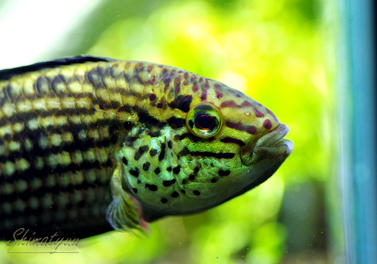 ���𡡥��������ףɣ̣ġ�LL�������������У�