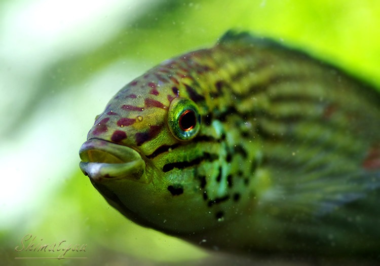 ���𡡥��������ףɣ̣ġ�LL�������������У�