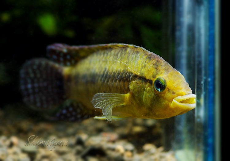 ���𡡥��쥦�ƥꥢ���ףɣ̣� (LL)�����У򡡡���