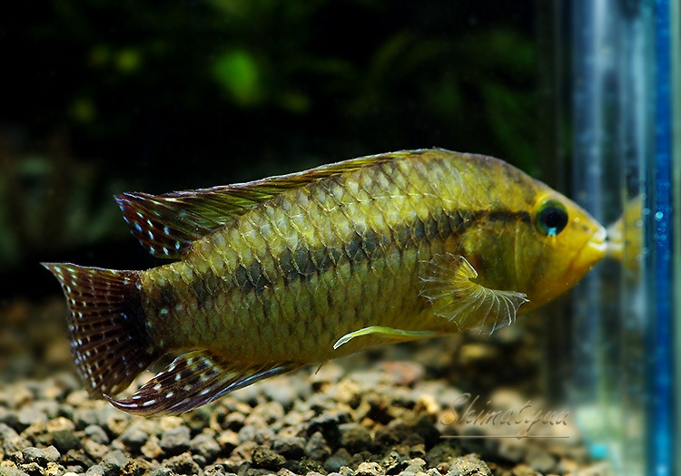 ���𡡥��쥦�ƥꥢ���ףɣ̣� (LL)�����У򡡡���