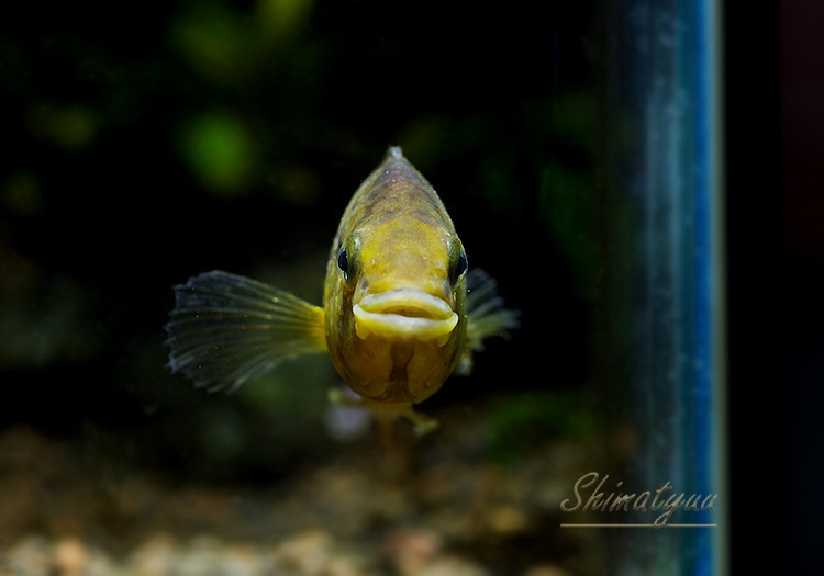 ���𡡥��쥦�ƥꥢ���ףɣ̣� (LL)�����У򡡡���