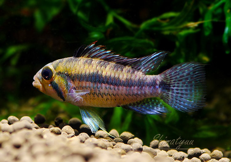����.cf.������륨�󥷥�����river alto morona�ɡ�WILD�����У�