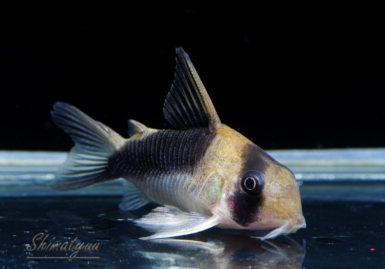 C��֥����ɥХ�ɥǥӥåȥ��󥸥���1ɤ