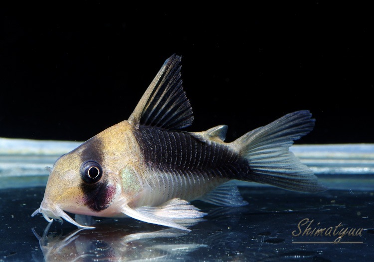 C��֥����ɥХ�ɥǥӥåȥ��󥸥���1ɤ