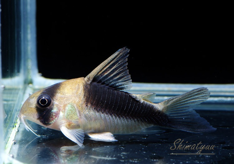 C��֥����ɥХ�ɥǥӥåȥ��󥸥���1ɤ