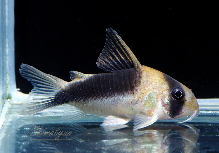 C��֥����ɥХ�ɥǥӥåȥ��󥸥���1ɤ