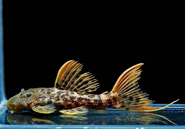 ����ʪ�������ѡ���åɥ������˥å��ȥ�ࡡNo.01