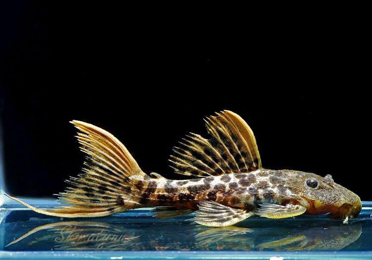 ����ʪ�������ѡ���åɥ������˥å��ȥ�ࡡNo.01