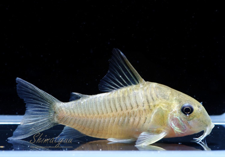 Cｏ Sp ジャリショートノーズ Wild 3匹 コリドラス ショートノーズ Aqua F東京店通販ショップ