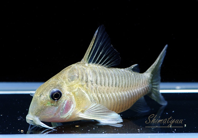 Cｏ Sp ジャリショートノーズ Wild 3匹 コリドラス ショートノーズ Aqua F東京店通販ショップ