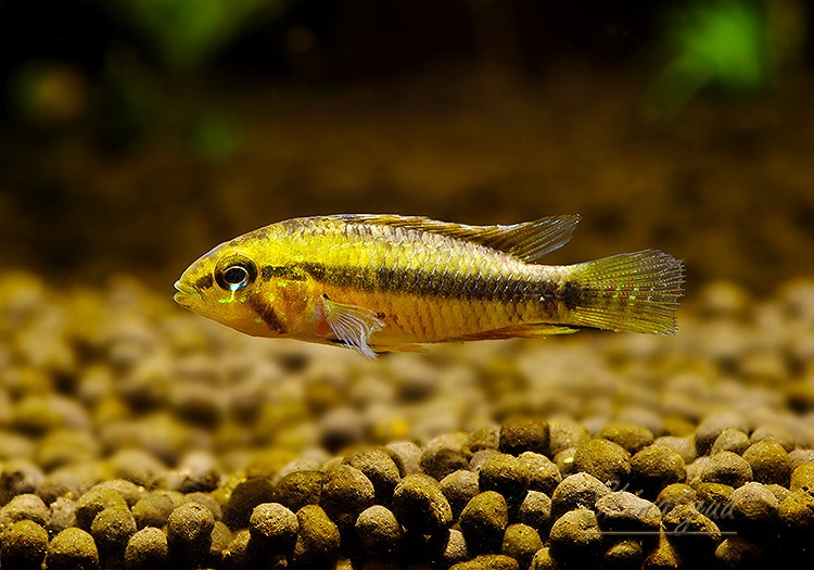 アピストグラマ マラヴィーリャ WF1