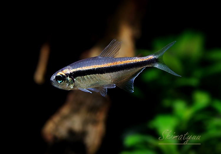 Ǯӵۡ饤ȥӥޥƥȥ顡WILD3ɤ