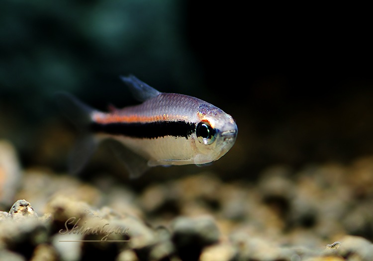 Ǯӵۡ饤ȥӥޥƥȥ顡WILD3ɤ