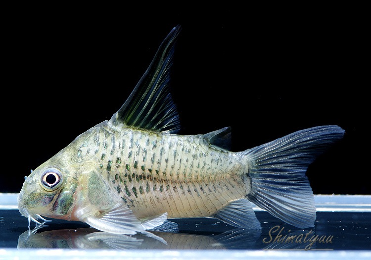 Co ハイフィンアルマータス WILD 1匹 | コリドラス,ショートノーズ