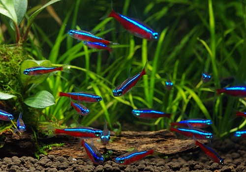 ��Ǯ�ӵ��ۡ��������ʥ�ƥȥ顡WILD���ȥꥪ���ӥ�����ɡ�10ɤ