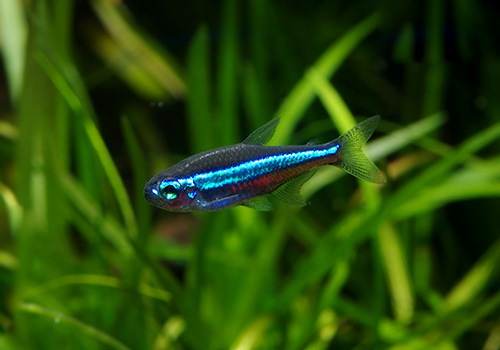 ��Ǯ�ӵ��ۡ����꡼��ͥ���ƥȥ顡WILD���ȥꥪ���ӥ�����ɡ�10ɤ