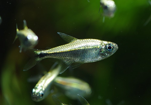 ��Ǯ�ӵ��ۡ�������ǥ�ƥȥ顡WILD��10ɤ