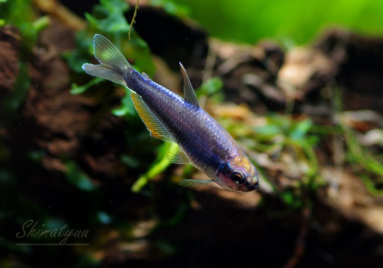 熱帯魚 スーパーブルー インパイクティスケリー 5匹 熱帯魚 カラシンｂｒeed Aqua F東京店通販ショップ