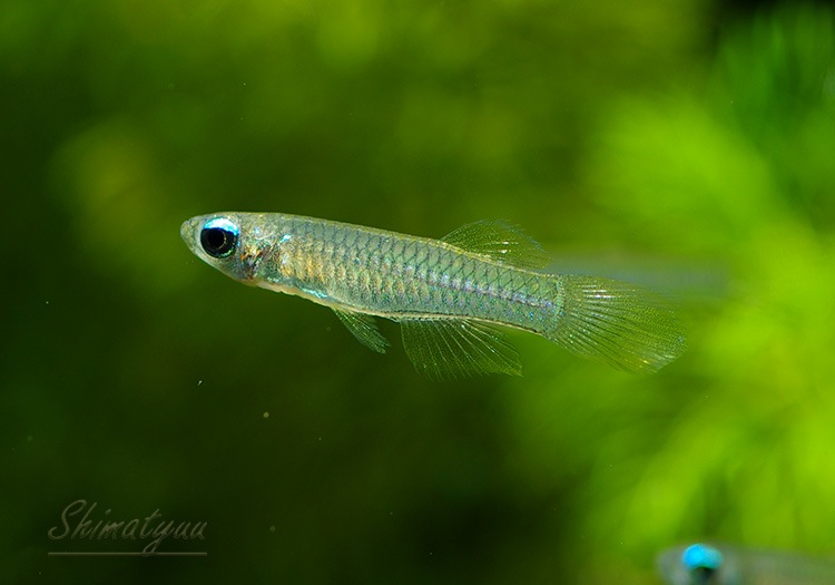 熱帯魚】 アフリカン・ランプアイ 10匹 | 熱帯魚,メダカ類,卵性メダカ | AQUA-F東京店通販ショップ 熱帯魚】 アフリカン・ランプアイ 10匹 | 熱帯魚,メダカ類,卵性メダカ | AQUA-F東京店通販ショップ